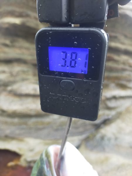 メジロ（ワラサ）今期青物始まりました