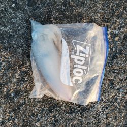 春アオリイカ狙い