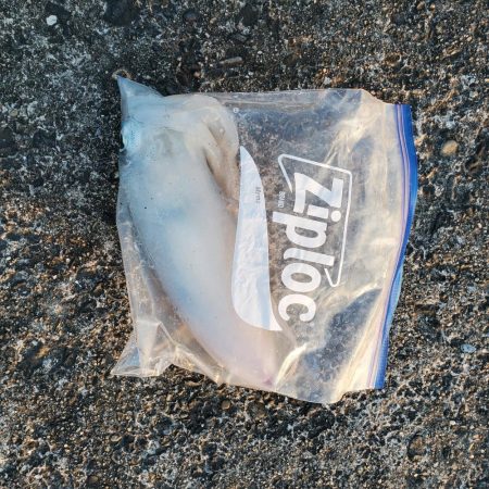 春アオリイカ狙い