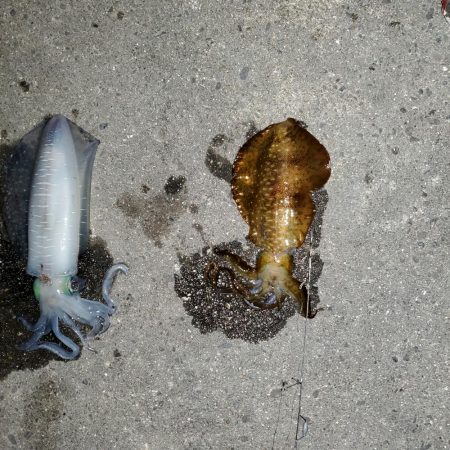 春アオリイカ狙い