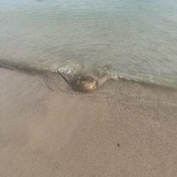 夕方の短時間釣行でしたが釣れました