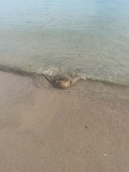 夕方の短時間釣行でしたが釣れました