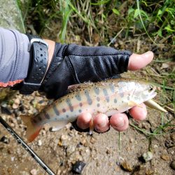 渇水ひどいので川選びですねー
