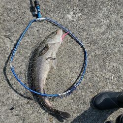 壁沿いシーバス