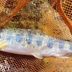 ド渇水の引原川