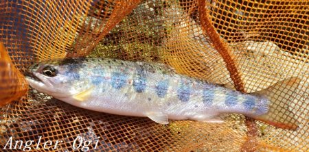 ド渇水の引原川