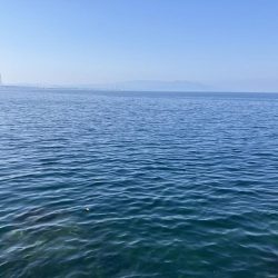 今年になっての青物初釣果