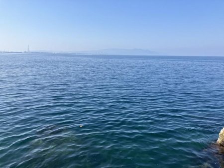 今年になっての青物初釣果