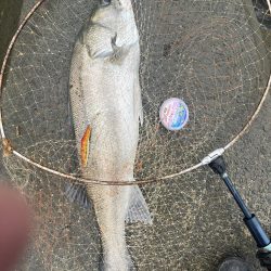 筑後川でランカーシーバス