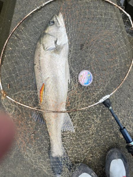 筑後川でランカーシーバス