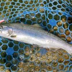 でっかいイトウが釣れた！ ～フィッシングパ…