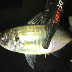 久々のアジング