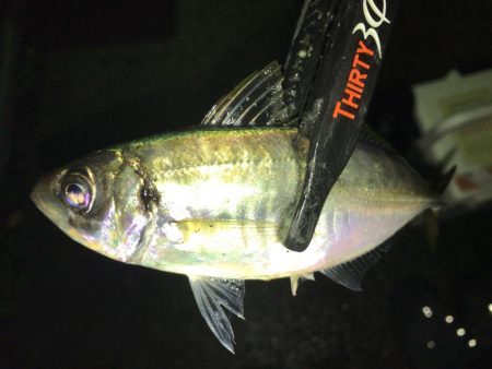 久々のアジング