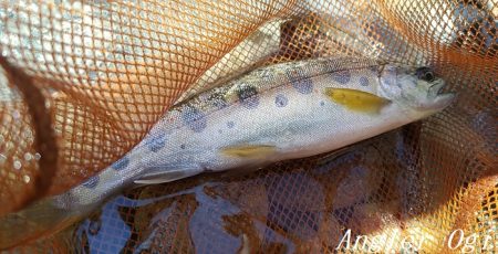 渇水の支流でアマゴ二桁