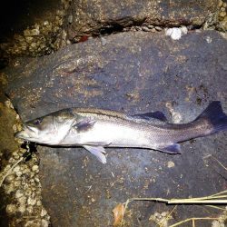 今日に限ってメジャー忘れた…