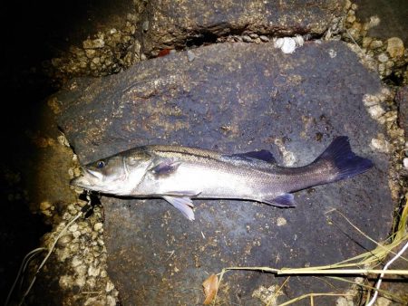 今日に限ってメジャー忘れた…