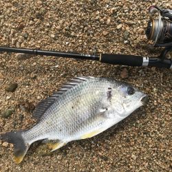 シャローでキビレ連発