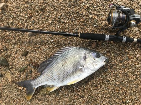 シャローでキビレ連発