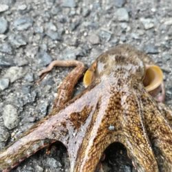 でかタコは何処へ～？