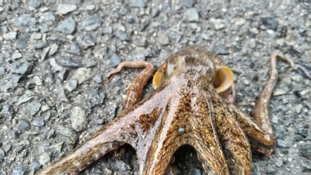 でかタコは何処へ～？