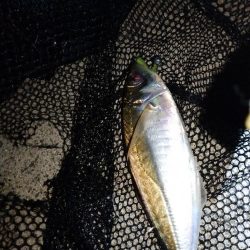 久々にアジ発見