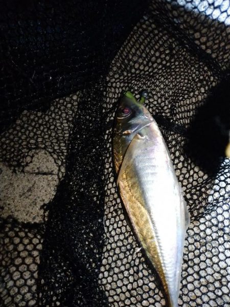 久々にアジ発見