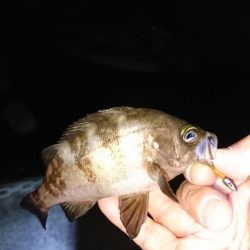 激難メバリング