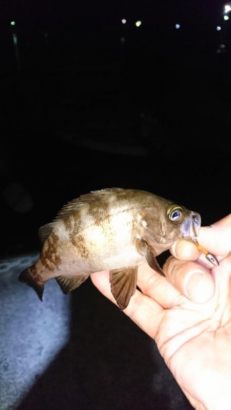 激難メバリング