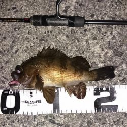 ライトロックフィッシュゲーム