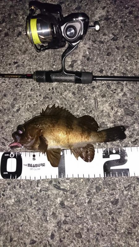 ライトロックフィッシュゲーム