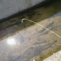 大和川水系でタナゴ釣り