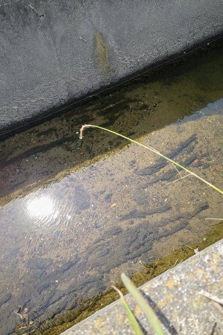 大和川水系でタナゴ釣り