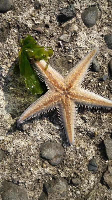 遠投キス投げ釣り