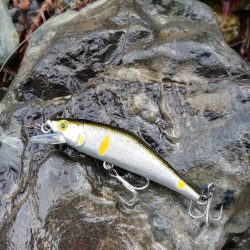 増水でイワナが高活性【天川】