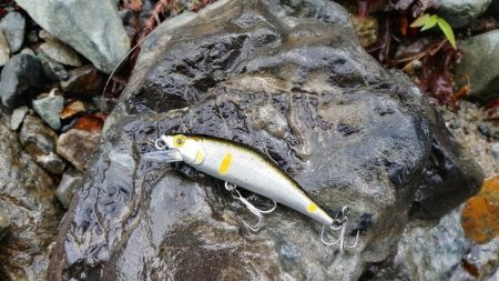 増水でイワナが高活性【天川】