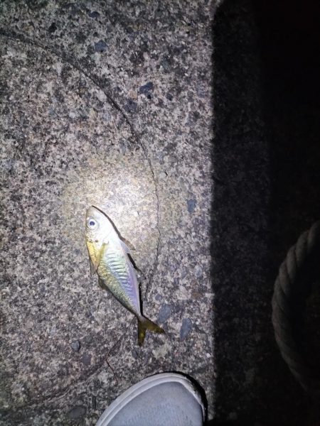 久しぶりのアジ