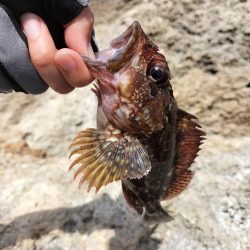 地磯へ行くも、、