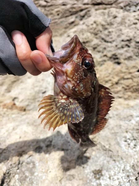 地磯へ行くも、、