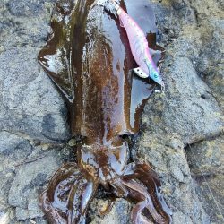 アオリイカ２杯