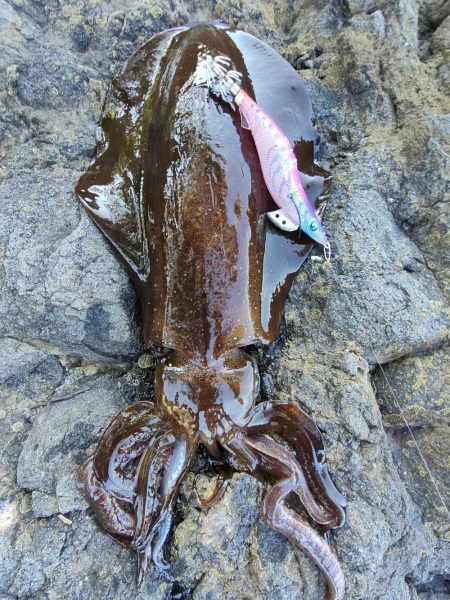 アオリイカ２杯