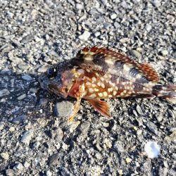 片男波にてちょい投げ