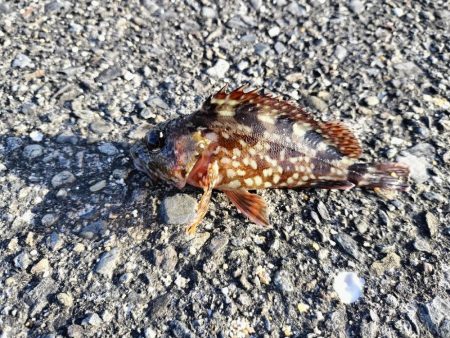 片男波にてちょい投げ