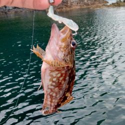 エギング&ロックフィッシュゲーム