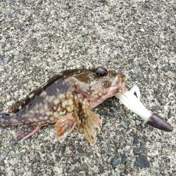 ちょこっとロックフィッシング