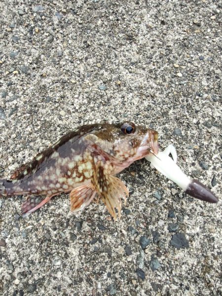 ちょこっとロックフィッシング