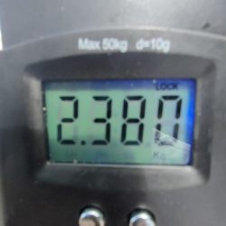 #アオリイカ　2.380Kg  1.1kg