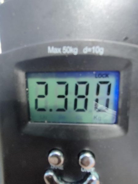 #アオリイカ　2.380Kg  1.1kg