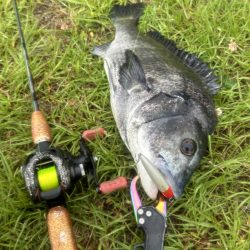 バスタックルでハクパターン遊び