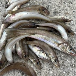 ★★ちょい投げ釣りで6種目★★