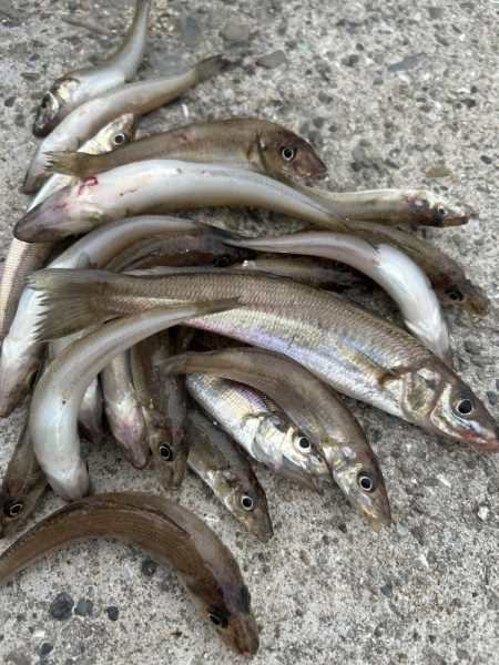 ★★ちょい投げ釣りで6種目★★